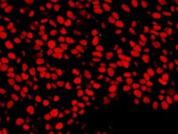 NuMA Antibody, Novus Biologicals 0.1mL; Unlabeled:Antibodies, Polyclonal